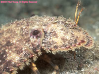 slipper lobster (head)