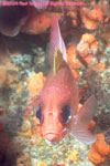 squirrelfish