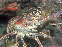 Caribbean spiny lobster