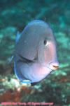 doctorfish